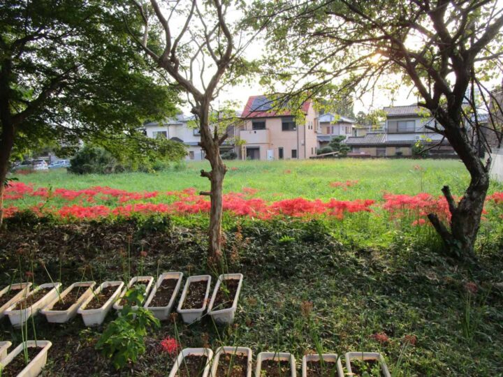 天理市櫟本町：土地